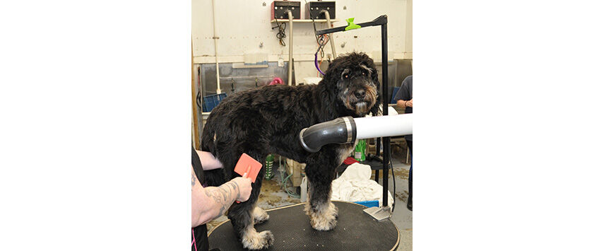 Grooming the Bernadoodle